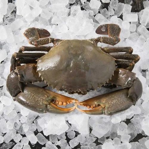 Frozen Sea Crab