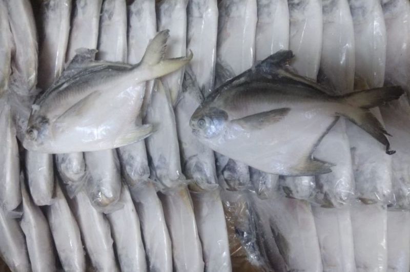 Frozen Silver Pomfret Fish