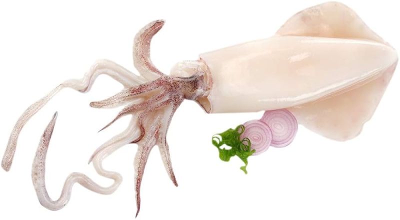 Frozen Squid