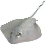 Frozen Stingray Fish