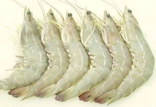 Frozen White Shrimp