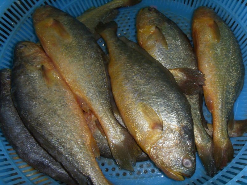 Frozen Yellow Croaker Fish