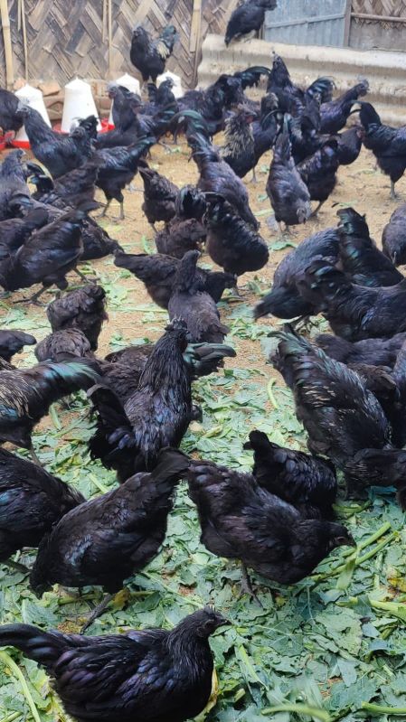 Kadaknath Chick