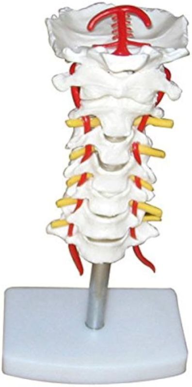 Cervical Vertebral Column With Neck Artery