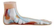 Flat & Arched Foot