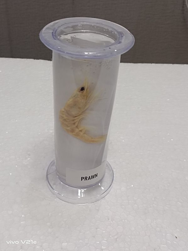 Prawn Specimen Jar