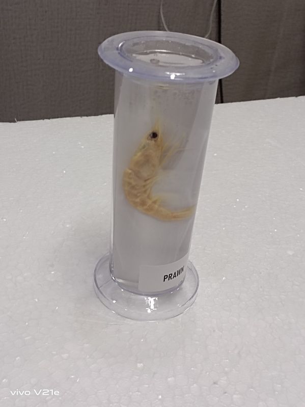 Prawn Specimen Jar