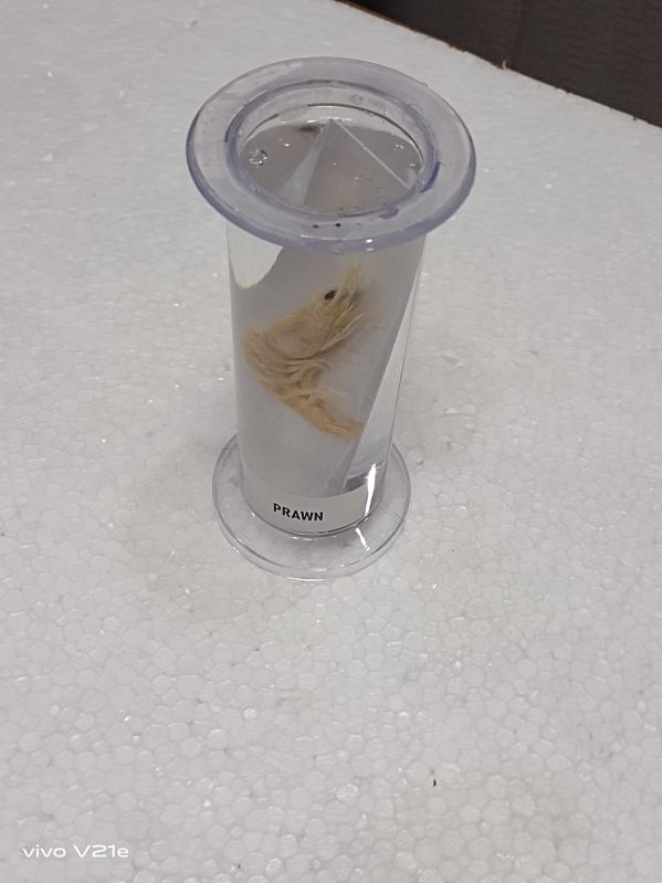 Prawn Specimen Jar