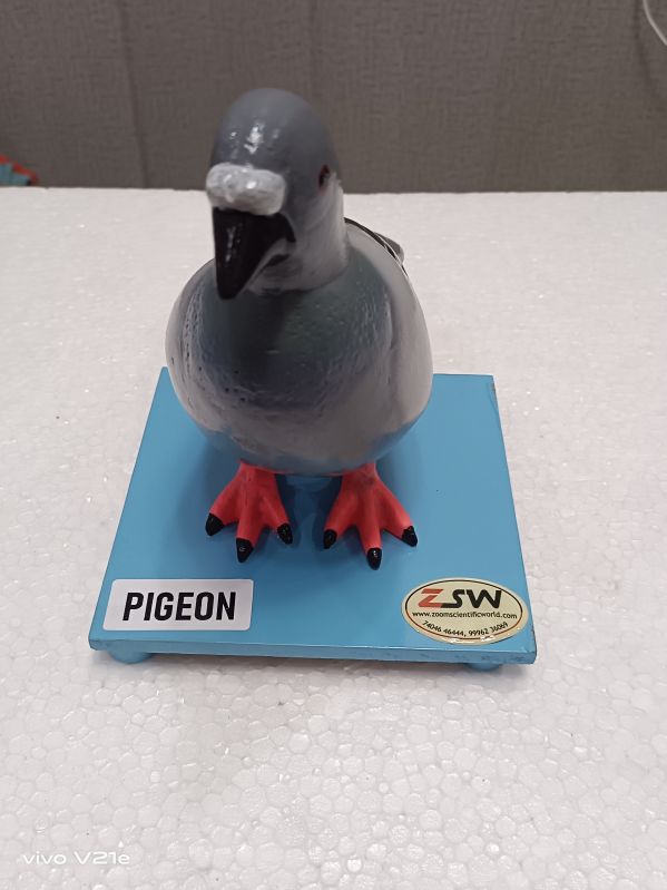 Pigeon Model