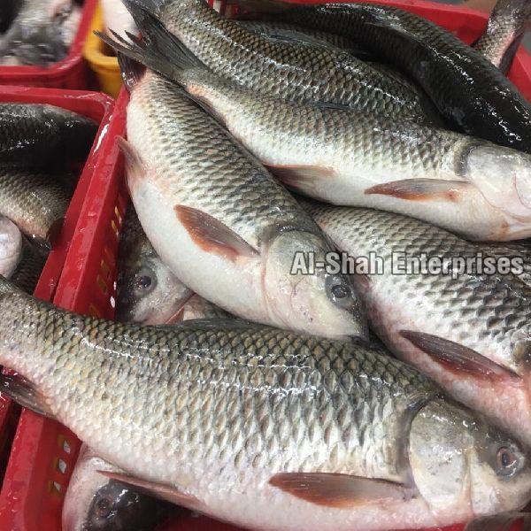 Fresh Rohu Fish, Packaging Type : Plastic Crate, Vacuum Pack, Thermacol Box