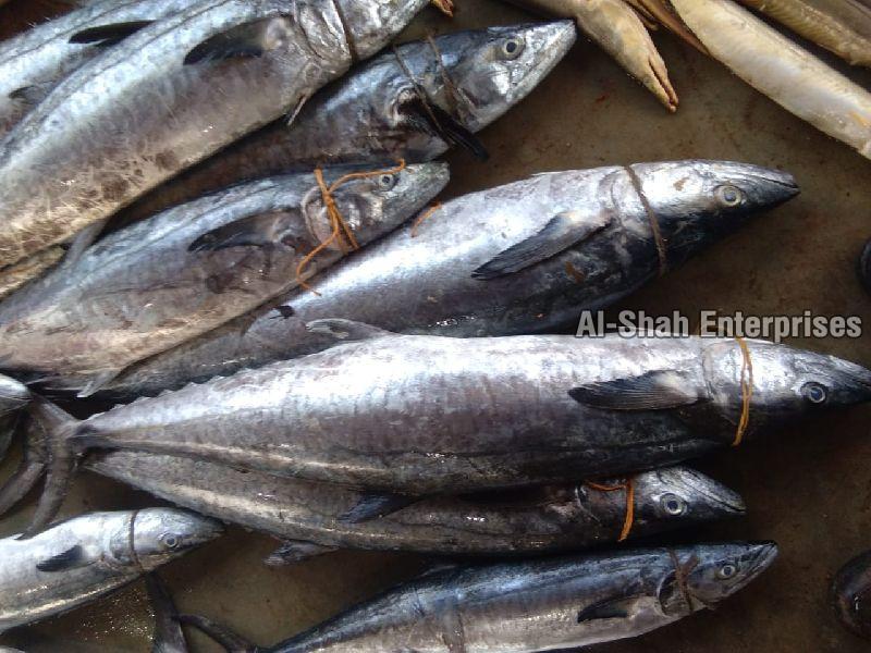 Fresh Surmai Fish