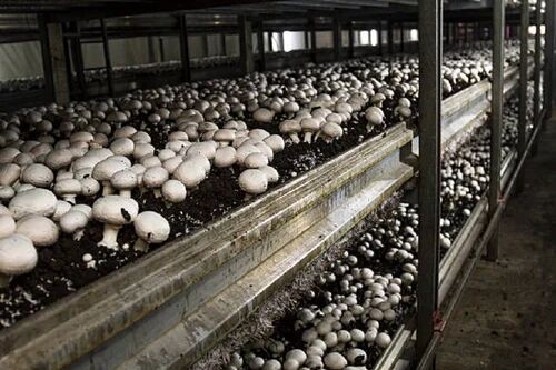 Mushroom Cold Storage Rooms