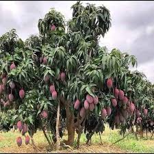 Arunika Mango Plants