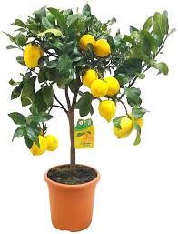 Kagzi Lemon Plants