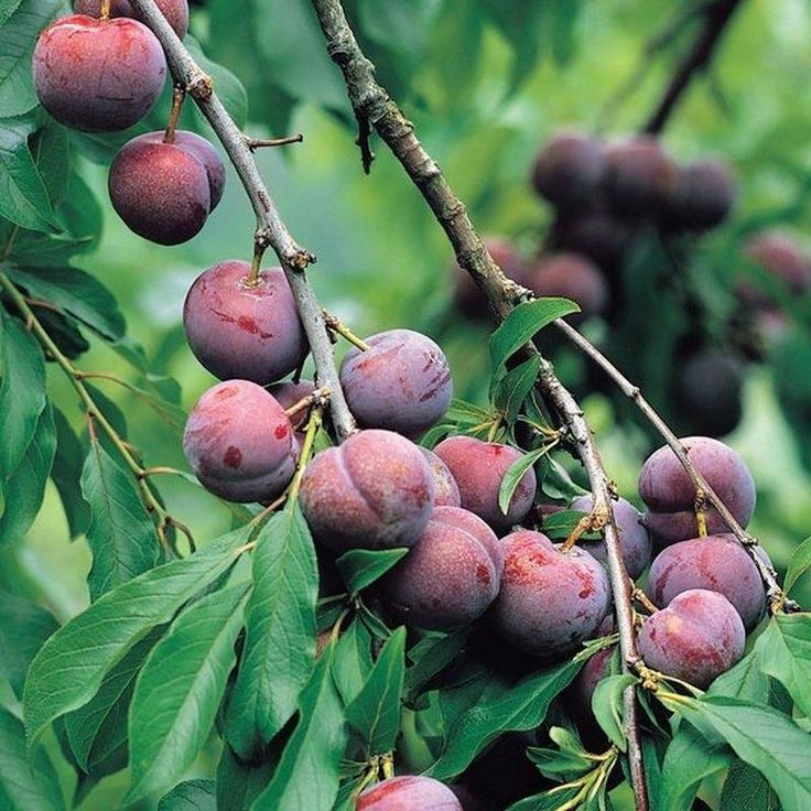 Santa Rosa Plum Plants