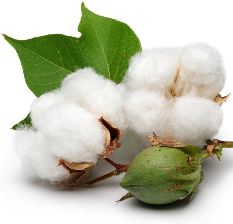 Organic Raw Cotton