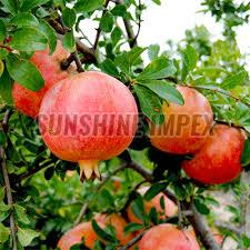 Fresh Ruby Pomegranate