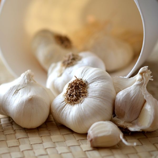 Fresh White Garlic