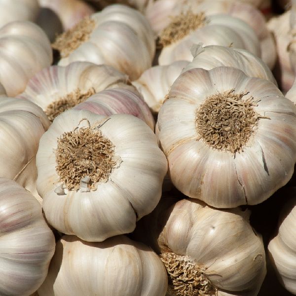 Fresh White Garlic