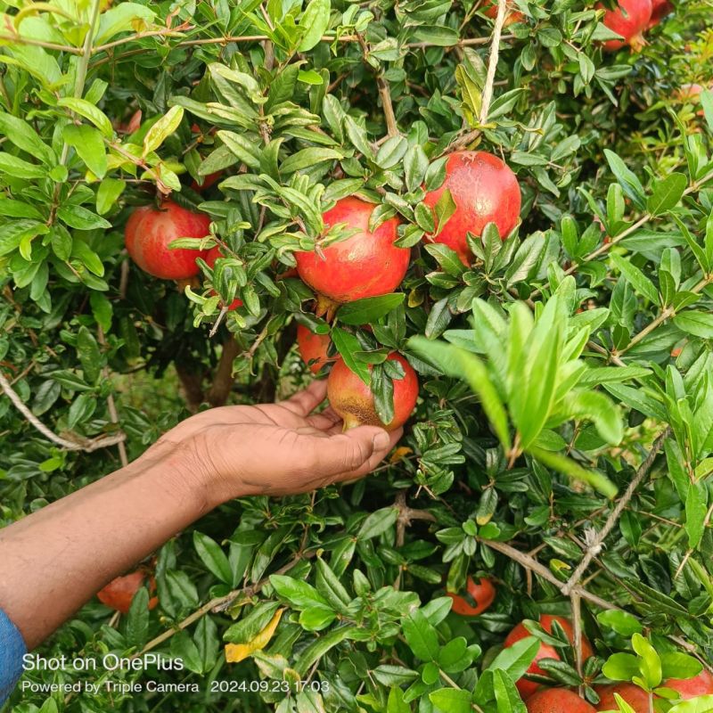 Fresh Pomegranate