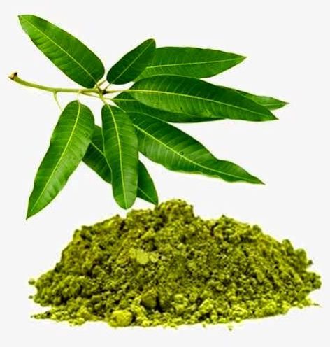 Dehydrated Mango Leaves Powder