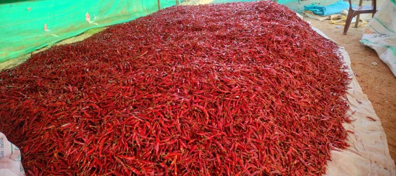 Guntur Red Chilli