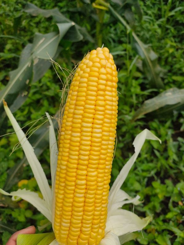 Sweet Corns