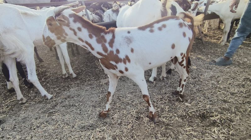 Barbari Goat