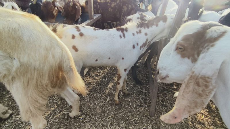 Barbari Goat