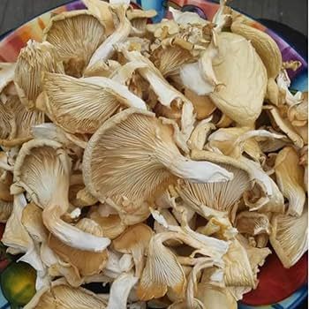 Dry Oyster Mushroom New
