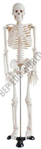 BEP-046 Skeleton Model