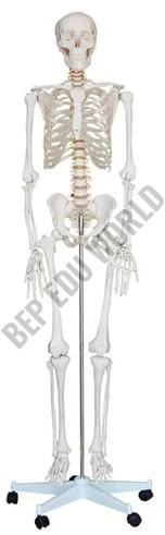 BEP-101 Skeleton Model