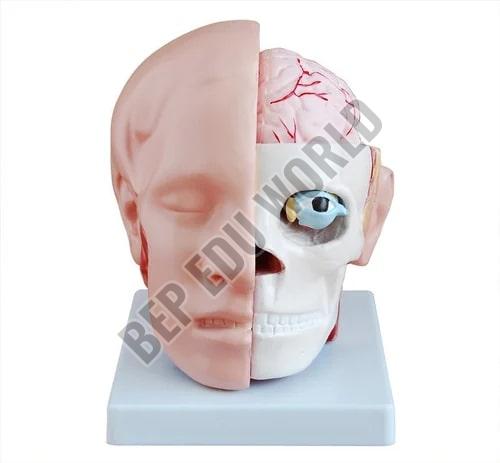 BEP-318B Brain Model