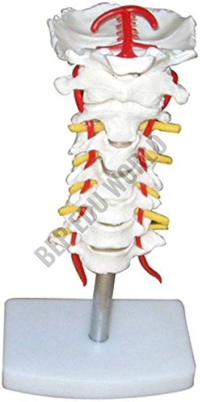 Cervical Vertebral Column With Neck Artery