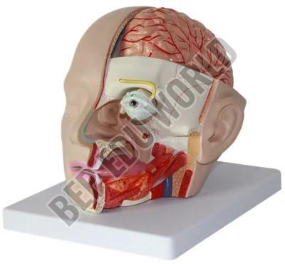 Detailed Brain Model