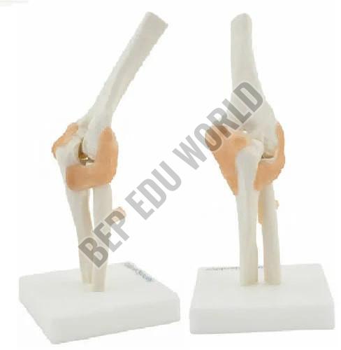 Elbow Bone Joint Model