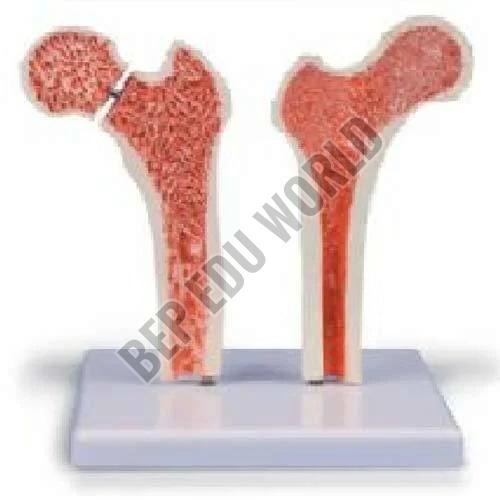 Femur Bone Joint Model