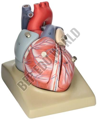 Human Heart Model