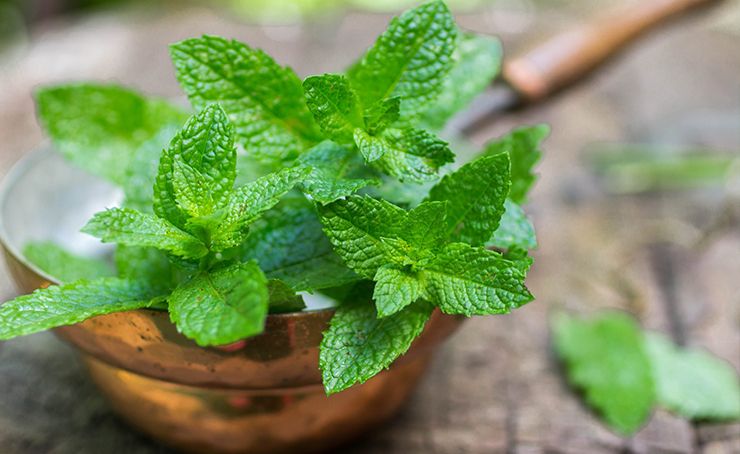 Fresh Mint Leaves