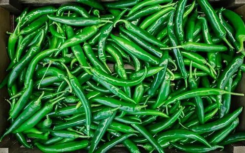 Fresh Teja Green Chilli