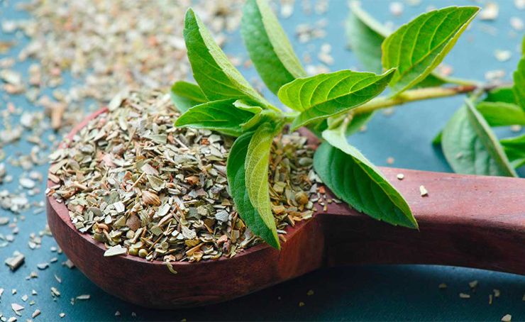 Tulsi Herbs