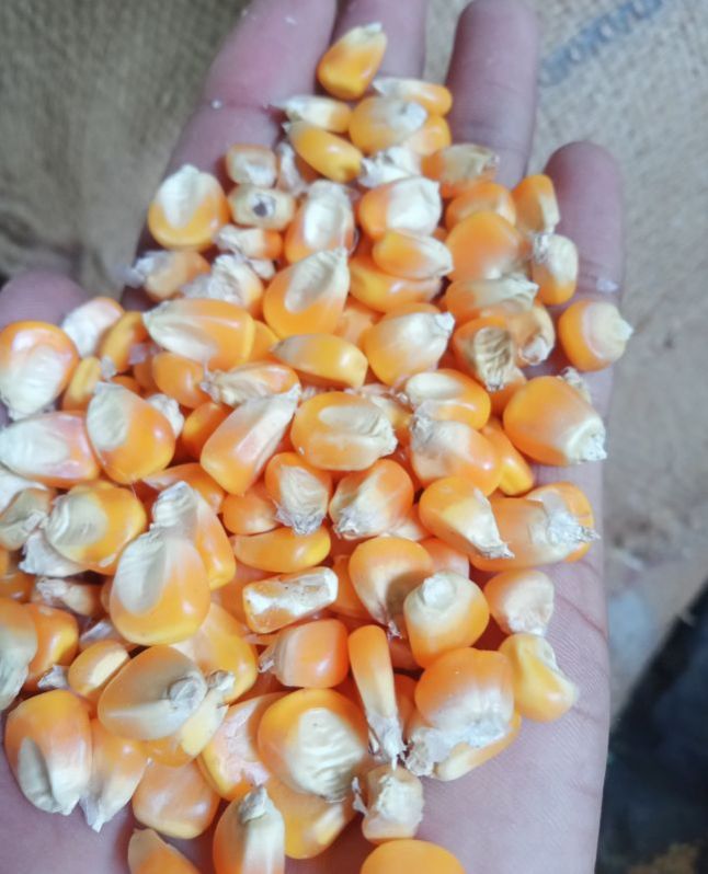 maize