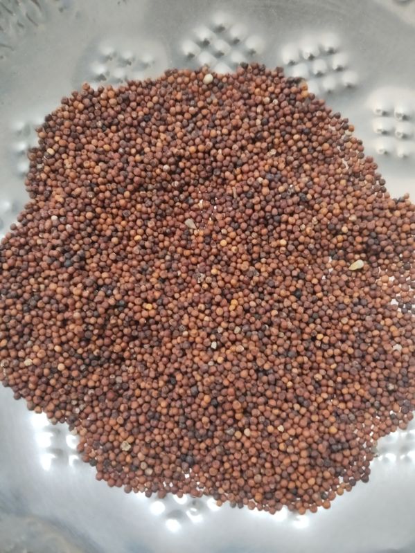 Finger Millet Seeds