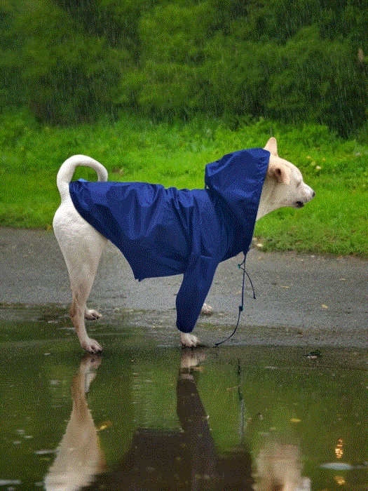 Pet Raincoats