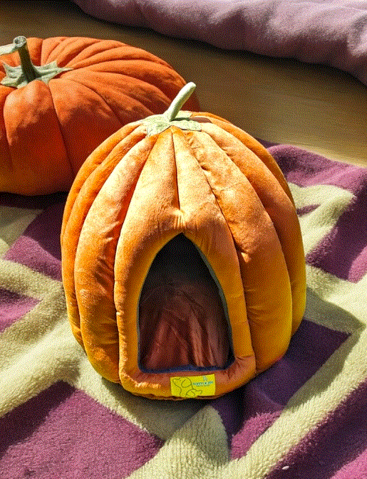 Pumpkin Cat House