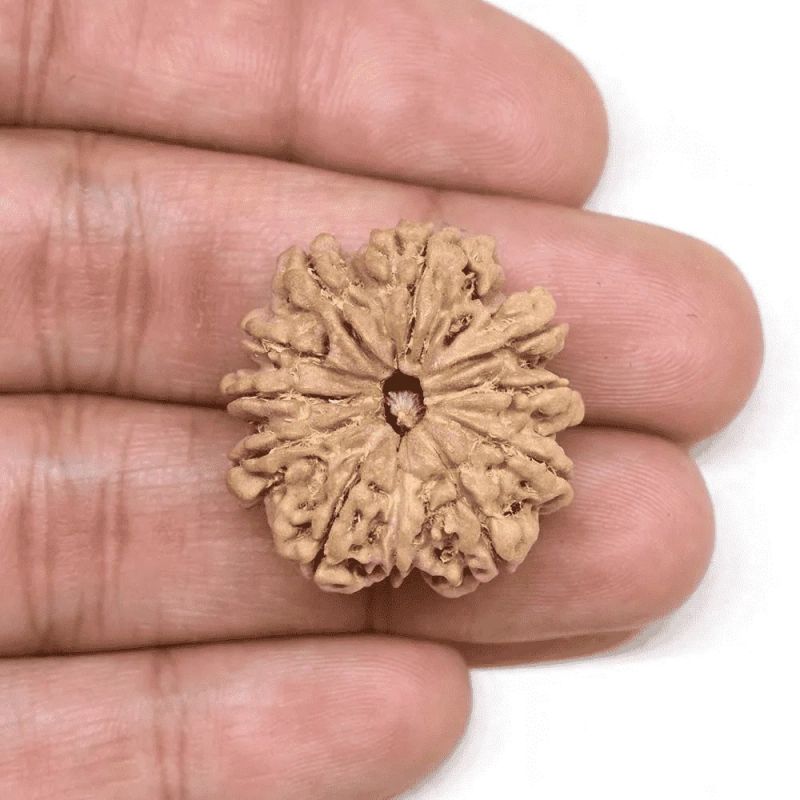 10 Mukhi Rudraksha Beads