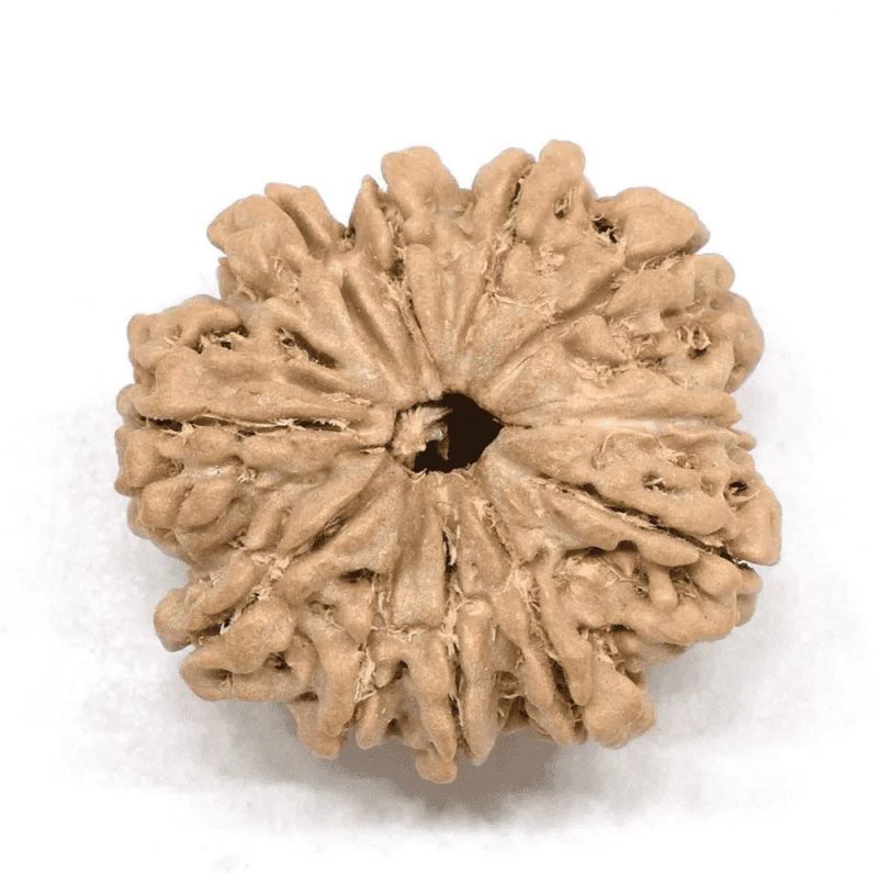 10 Mukhi Rudraksha Beads