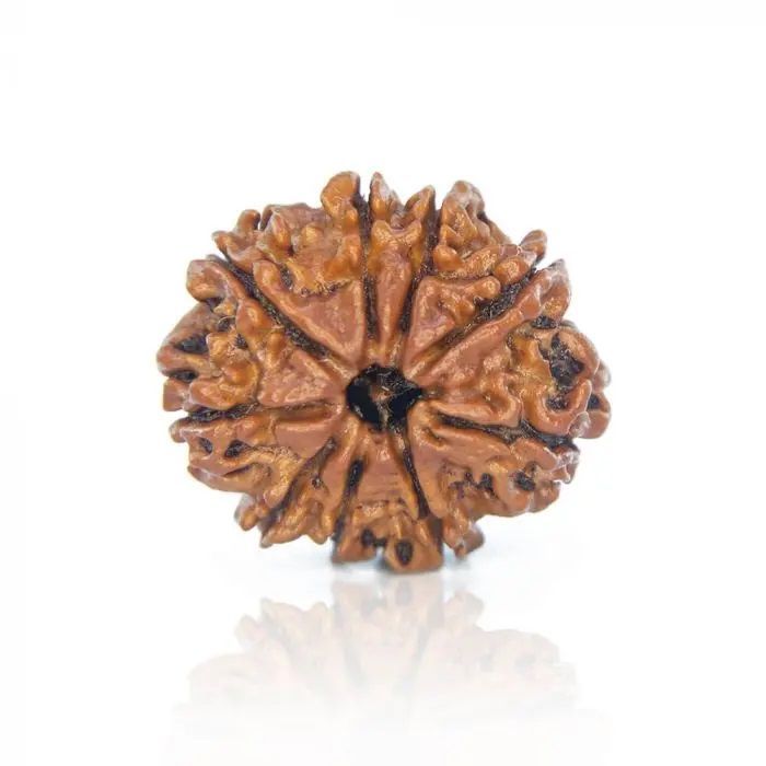 9 Mukhi Rudraksha Beads