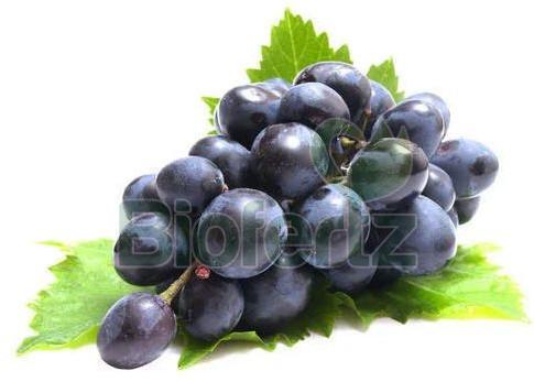 Fresh Black Grapes