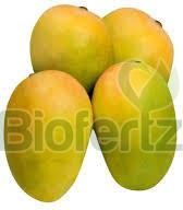 fresh kesar mango